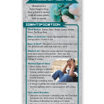 Mescaline Rack Cd Front